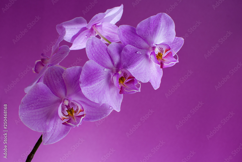 Blooming purple orchid in drops of dew Blooming purple orchid in drops of dew