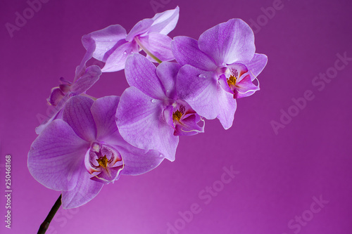 Blooming  purple orchid in drops of dew