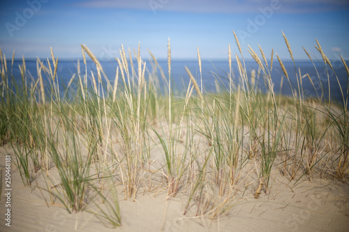 Agrostis capillaris (common bent) growing on Parnidis sand dune - popular tourist point in Lithuania. Located in Nida, in Curonian Spit land strip between curonian lagoon and baltic sea. Unesco site photo