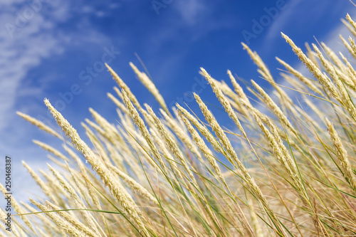 Fotografi Agrostis capillaris (common bent) growing on Parnidis sand dune - popular tourist point in Lithuania