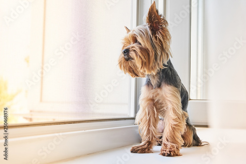 A Yorkshire Terrier dog looks out the window 