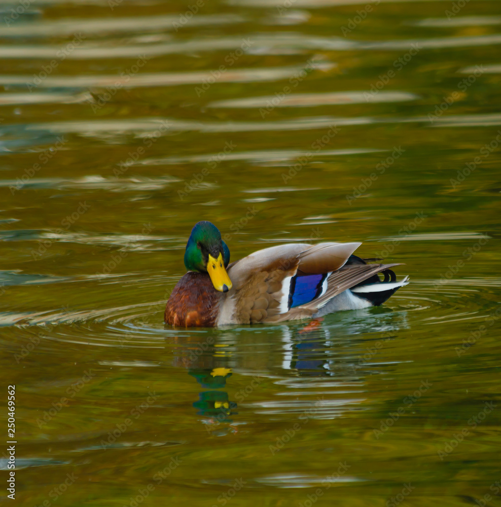 Obraz premium a male specimen of the mallards is swimming in a lake /It is a water bird of the duck family living in the wetlands, in Italy it is called capoverde/