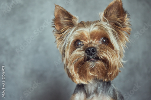 Yorkshire Terrier close-up on a concrete background  © vell