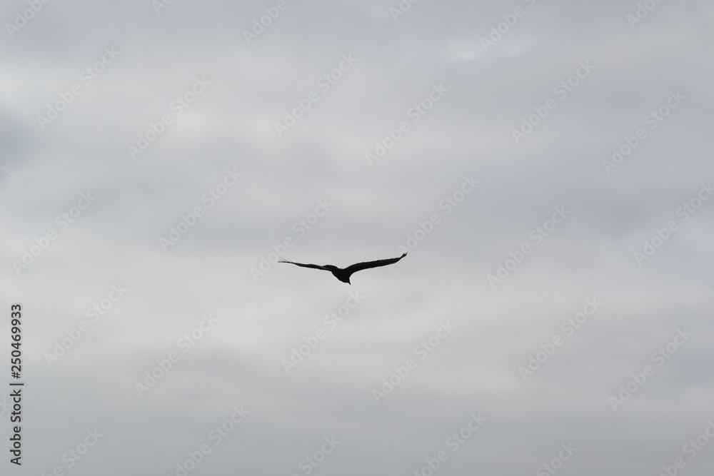 A lonely wild bird flying in the sky