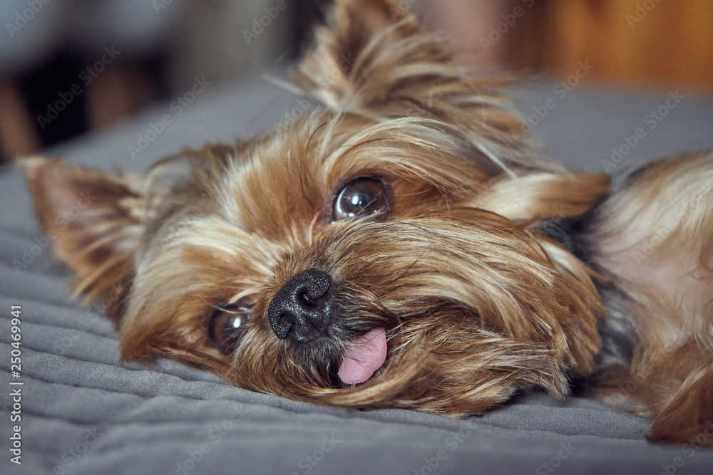 yorkshire terrier lies asleep on the bed yorkshire terrier lies asleep on the bed