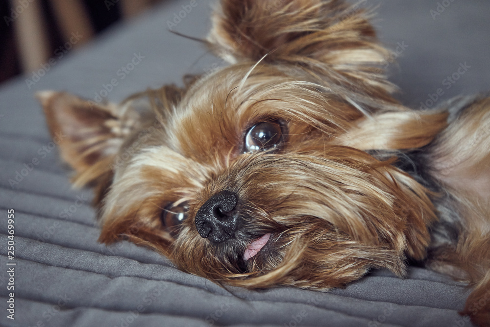 yorkshire terrier lies asleep on the bed yorkshire terrier lies asleep on the bed