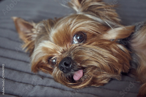 Fotografia yorkshire terrier lies asleep on the bed