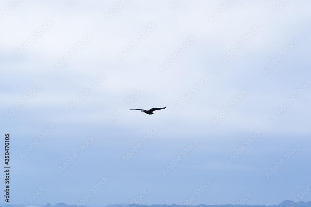 A lonely wild bird flying in the sky A lonely wild bird flying in the sky