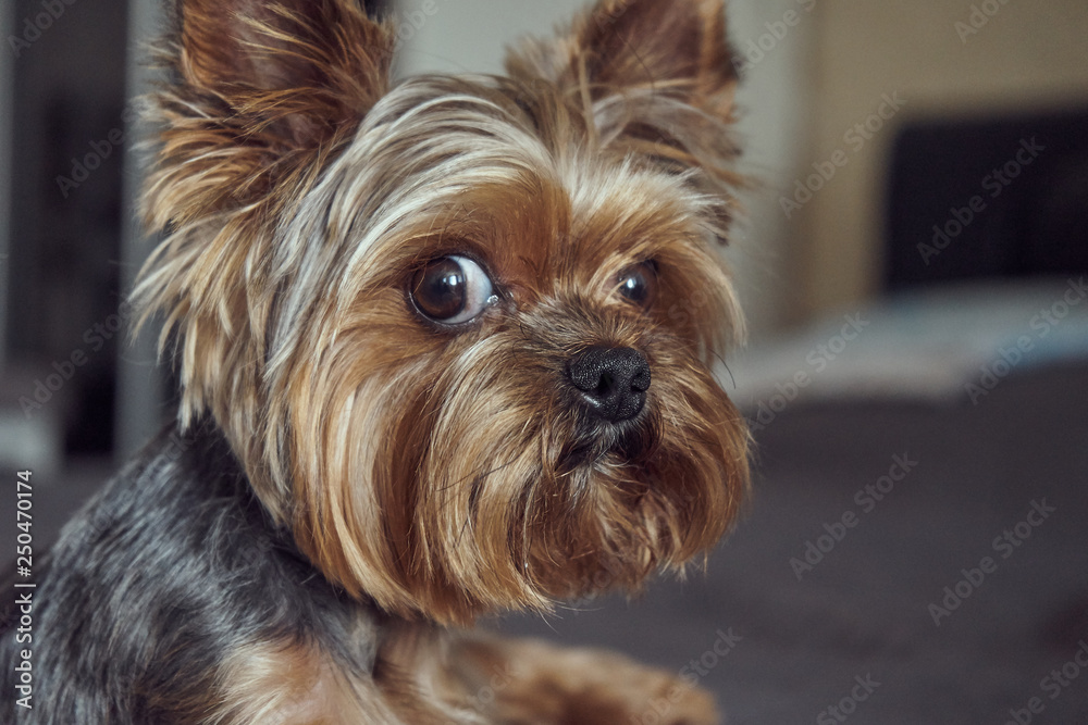 yorkshire terrier lies asleep on the bed yorkshire terrier lies asleep on the bed