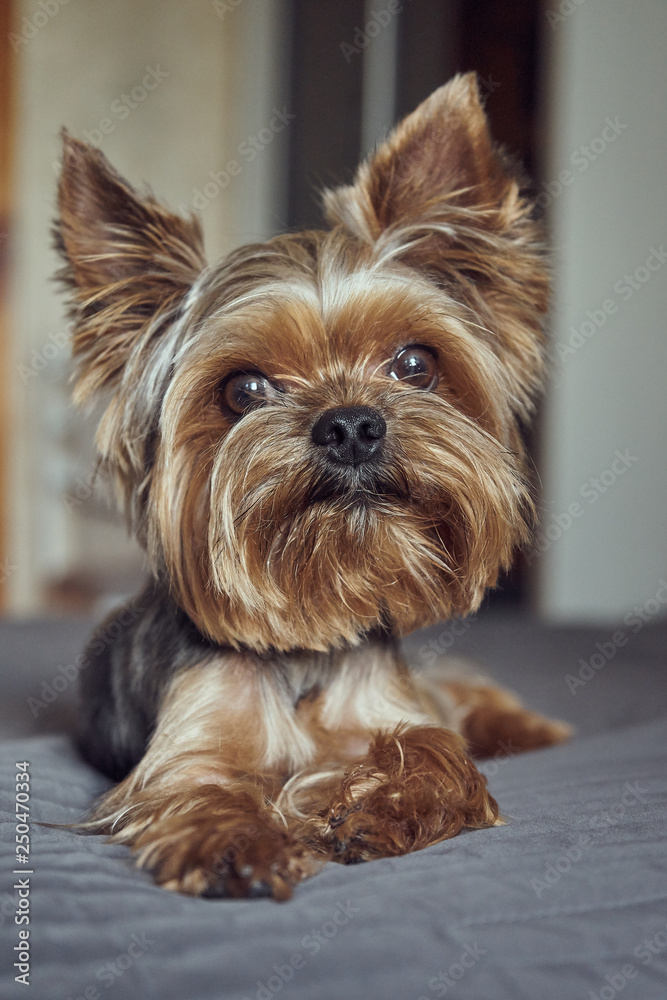 yorkshire terrier lies asleep on the bed yorkshire terrier lies asleep on the bed