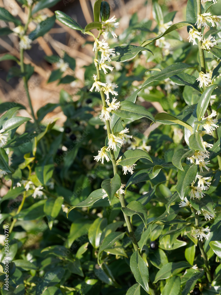 Sarcococca confusa . Le Sarcocoque confus avec ses branches aux feuilles vertes luisantes, ses grappes de petites fleurs blanc crème Sarcococca confusa . Le Sarcocoque confus avec ses branches aux feuilles vertes luisantes, ses grappes de petites fleurs blanc crème
