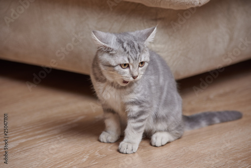 Portrait of a cute little gray scottish straight kitten on floor.