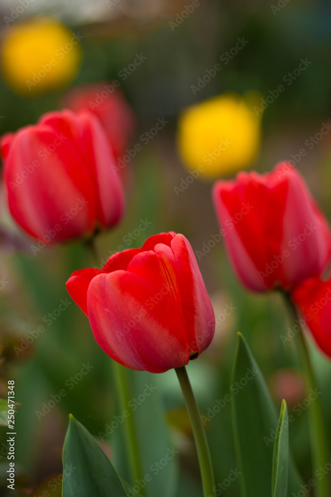 red  tulip close-up 