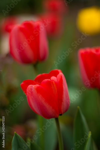 red  tulip close-up 