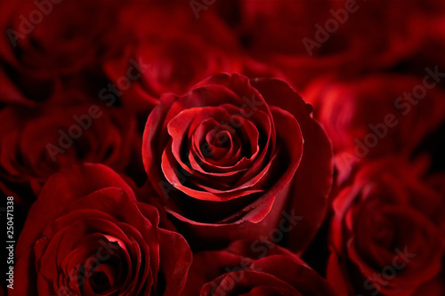 Background of red roses for greeting cards. beautiful bouquet of flowers. attention to a woman