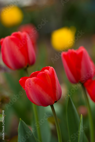 red  tulip close-up  © vell