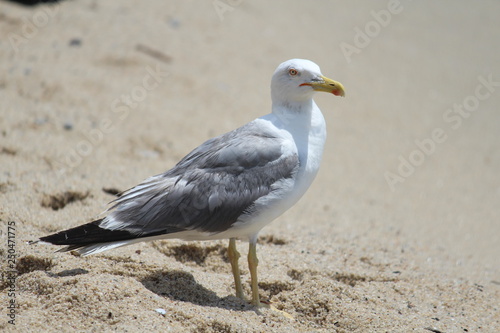 seagull on the sand by the sea