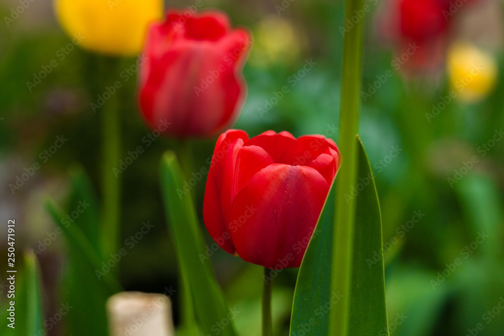 Fototapeta premium red tulip close-up 