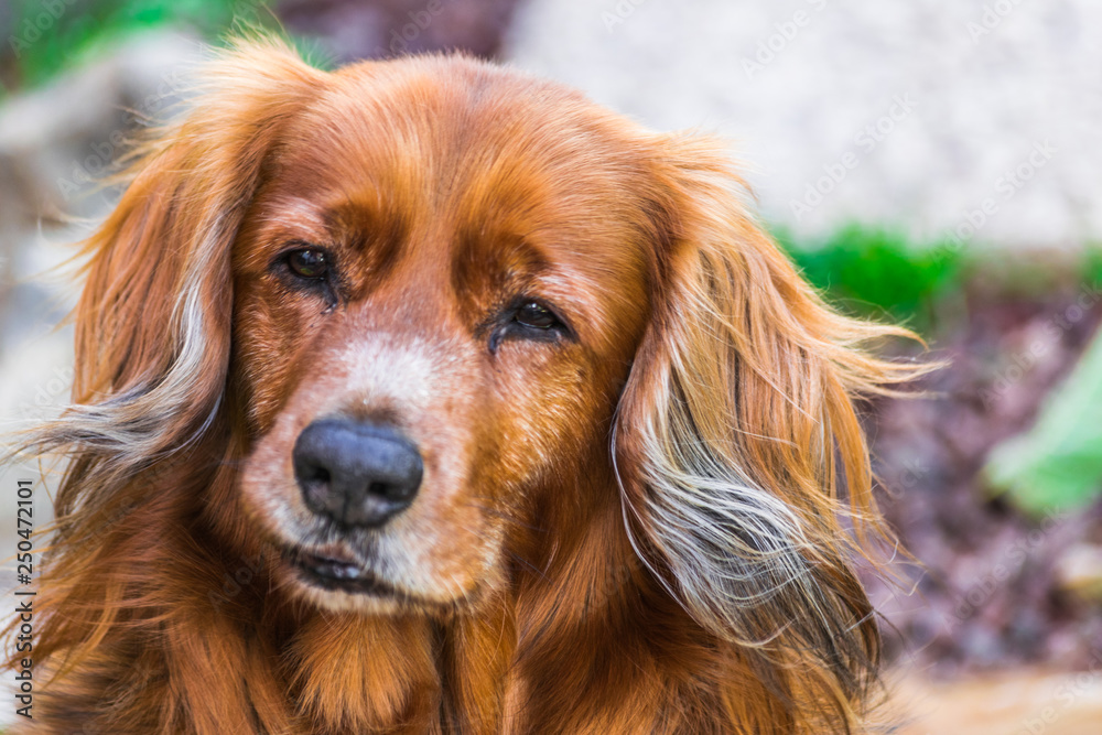 Brown dog, lovely sweet face portrait