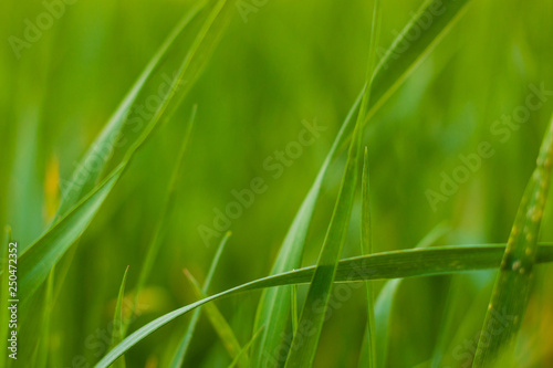 grass close-up background