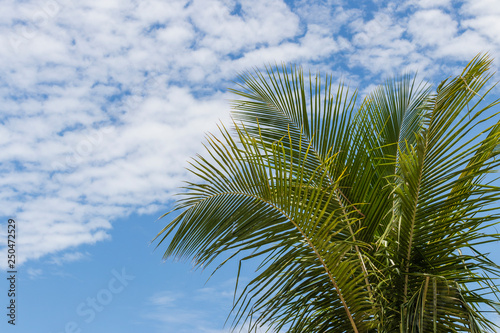 Close-up on coconut leaves with blue sky and clouds background
