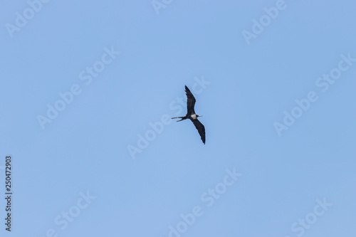 close-up on flying bird on blue sky, Scientific name Fregata minor