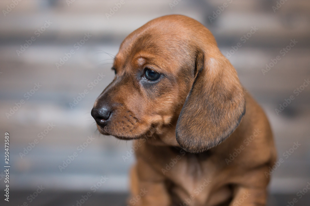 puppy dachshund girl redhead