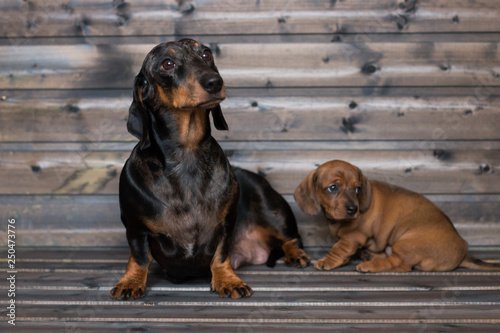 dog dachshund mom and daughter