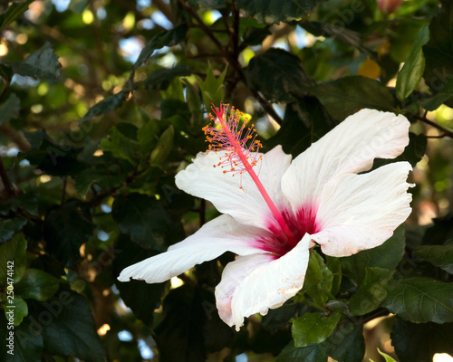 Hibiscus Flower blooming in nature