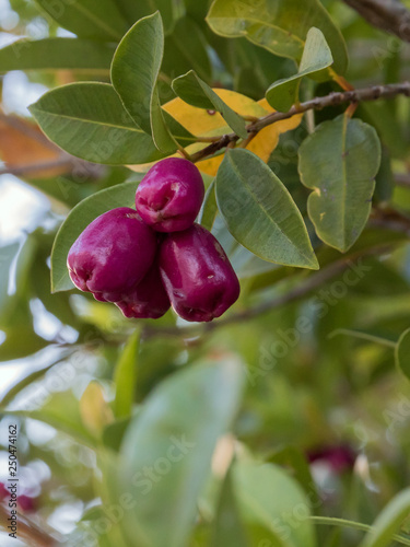 Ripe berries in spring