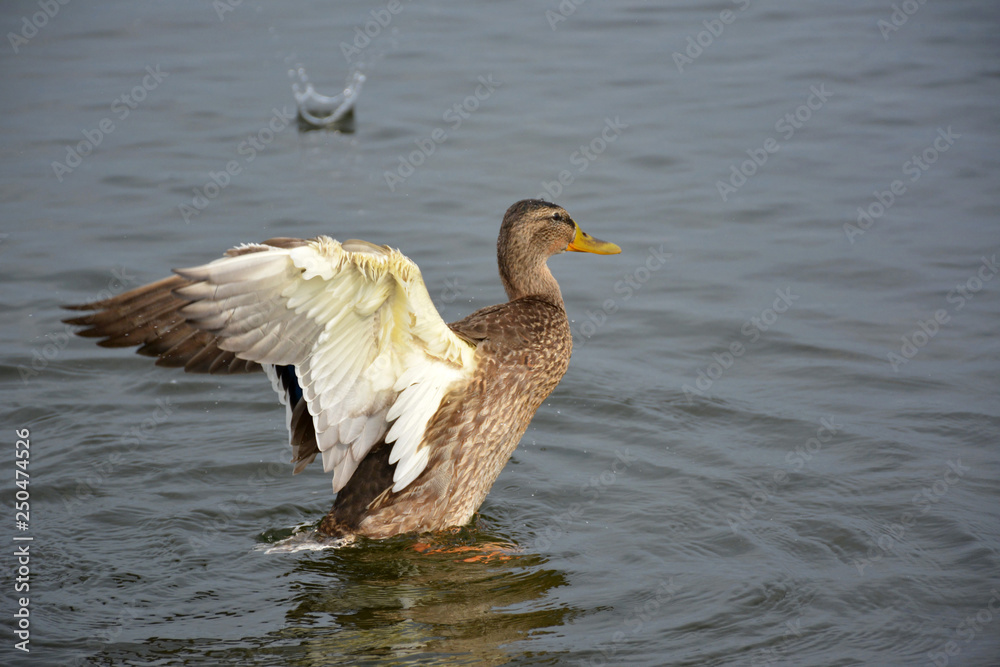 duck. lake Valdai duck. lake Valdai