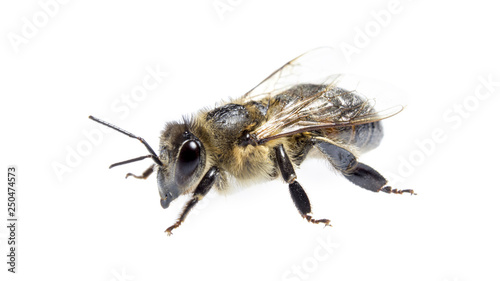 honey bee on white isolated background, macro insect, concept of food industry , beekeeping
