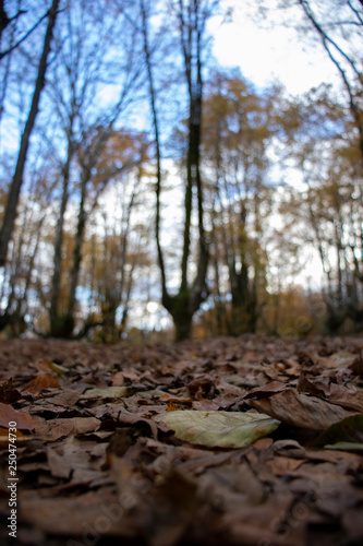 Hojas marrones enfocadas en el suelo y arboles al fondo sin hojas