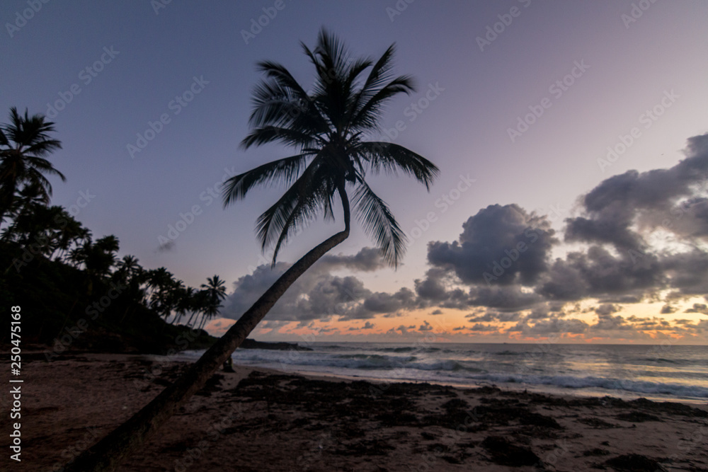 beautiful sunrise in itacaré, bahia brazil, with silhouettes of coconut trees and a sky with colorful clouds