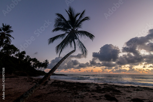 beautiful sunrise in itacar    bahia brazil  with silhouettes of coconut trees and a sky with colorful clouds