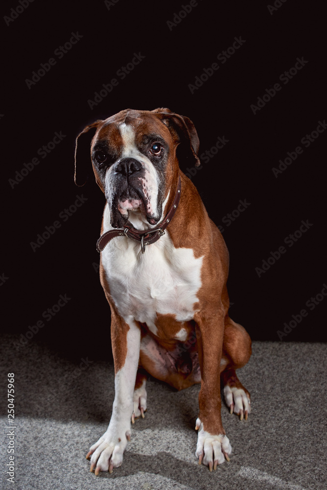 A red boxer dog looking forward waiting for treats looks curious on dark background with free mock space