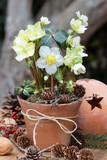 Helleborus niger im Tontopf als rustikale Gartendekoration  im Winter