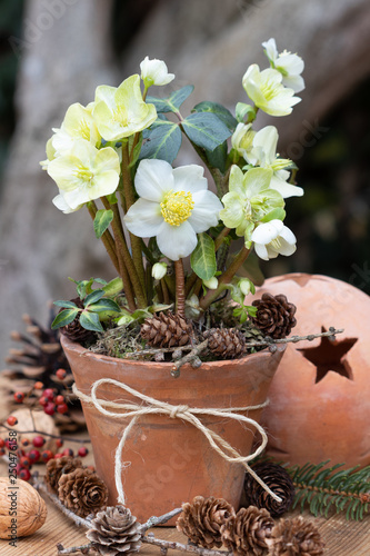 Photos Christrose (Helleborus niger) im Tontopf als rustikale Gartendekoration  im Wint