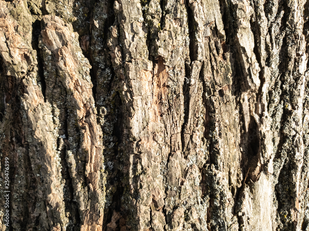 The tree bark close up. Background of tree bark. Texture of tree bark. The tree bark close up. Background of tree bark. Texture of tree bark.