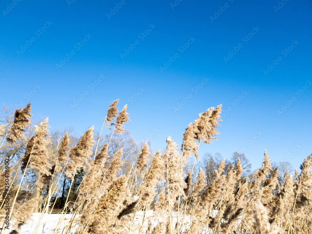Fototapeta premium Spikes close up. The grass is dry in winter