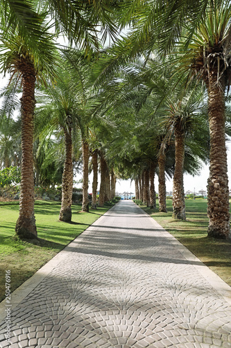 Palm alley leading to tropical beach on sunny day