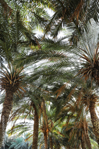 Palms with lush green foliage on sunny day  below view