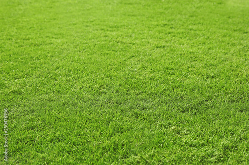 View of lush green grass as background