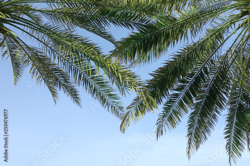 Fototapeta Naklejka Na Ścianę i Meble -  Green palm leaves on blue sky background