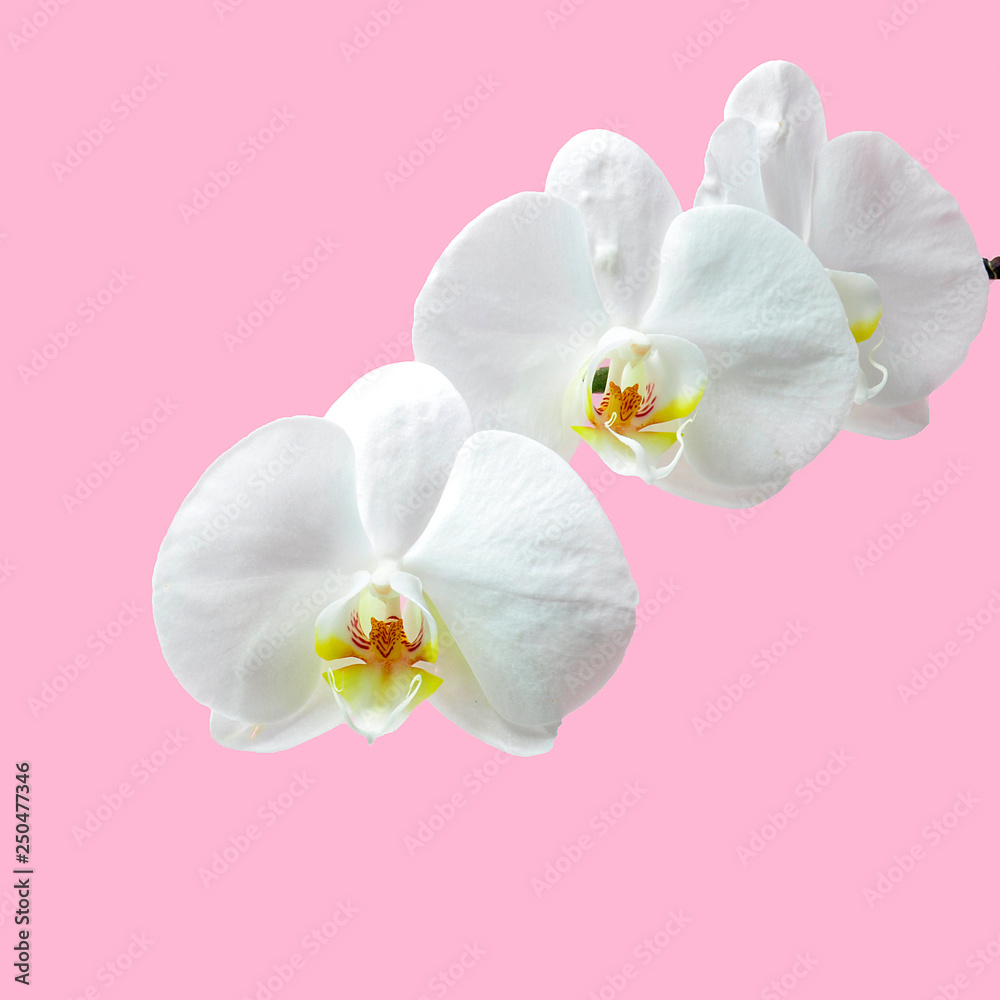 Orchidea - obrazy, fototapety, plakaty 