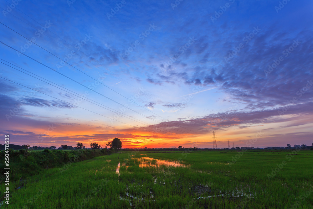 Beautiful landscape of green rice paddy farm and twilight sky at morning sunrise