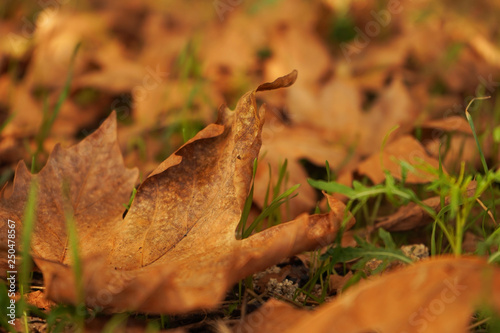 Autumn, fallen leaves 