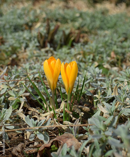 golden yellow crocuses - spring in the garden 