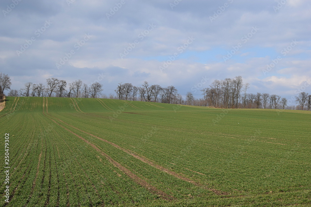 field in early spring