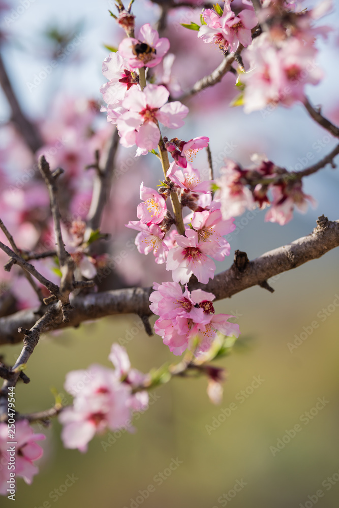 Almond blossom in spring. Beautiful pink flowers Almond blossom in spring. Beautiful pink flowers
